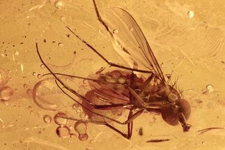 Fossil Fly, Fungus Gnat, Wing, and Cobweb String in Baltic Amber #292448