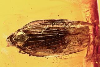 Detailed Fossil Planthopper (Fulgoroidea) In Baltic Amber #292468