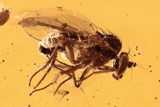 Fossil Fly (Dolichopodidae) w/ Attached Phoretic Mite in Baltic Amber #292484