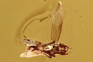 Detailed Fossil Leafhopper (Cicadellidae) Laying Eggs in Baltic Amber #292489