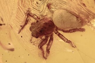 Detailed Fossil Jumping Spider (Salticidae) In Baltic Amber #292568