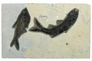 Multiple Fossil Fish (Mioplosus & Diplomystus) Plate- Wyoming #292518