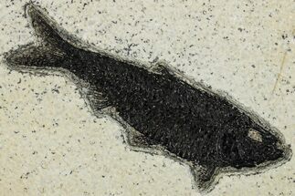 Detailed Fossil Fish (Knightia) - Wyoming #292539