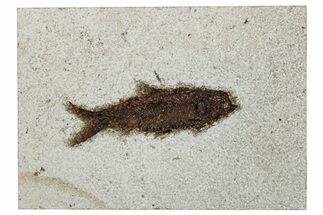Detailed Fossil Fish (Knightia) - Wyoming #292546