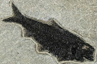 Detailed Fossil Fish (Knightia) - Wyoming #292547