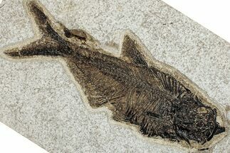 Detailed Fossil Fish (Diplomystus) - Wyoming #292554
