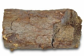 Dinosaur Bone Section - Wyoming #292557