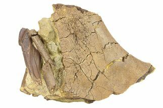 Hadrosaur Tooth with Bones & Tendons - Rare Rooted Tooth! #292580
