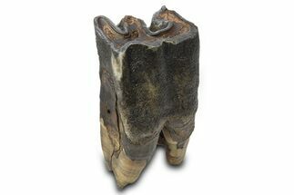 Fossil Woolly Rhino (Coelodonta) Tooth - Siberia #292592
