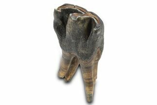 Fossil Woolly Rhino (Coelodonta) Tooth - Siberia #292600