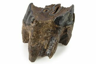 Fossil Woolly Rhino (Coelodonta) Tooth - Siberia #292601