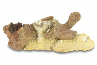 Fossil Dinosaur Vertebrae & Tendons in Sandstone - Wyoming #292619