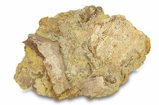 Fossil Dinosaur Bone Fragments in Sandstone - Wyoming #292641