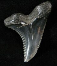 Huge Hemipristis Shark Tooth - South Carolina #17206