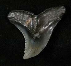 Beautiful Hemipristis Shark Tooth - South Carolina #17207