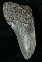 Half Of A Fossil Megalodon Tooth #17247