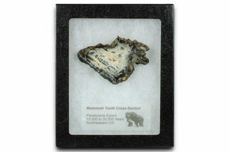 Mammoth Molar Slice With Case - South Carolina #335077