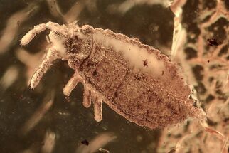 Fossil Flat Bug (Aradidae) Nymph in Baltic Amber - Rare #335547