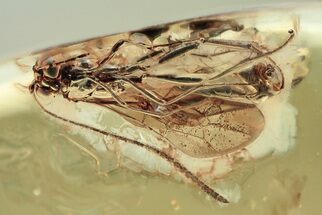 Detailed Fossil Ichneumon Wasp (Ichneumonidae) In Baltic Amber #335551
