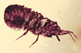 Fossil Wingless Scale Insect (Coccoidea) in Baltic Amber #335774