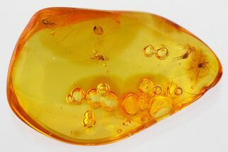 Three Fossil True Midges (Chironomidae) in Baltic Amber #335727