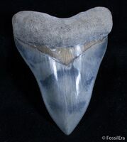 Buy giant Megalodon Teeth