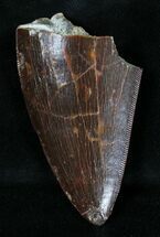 Carcharodontosaurus Tooth - Great Enamel #18705