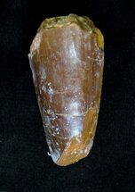 Partial Spinosaurus Tooth #19249