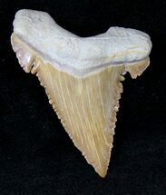 Palaeocarcharodon Fossil Shark Tooth - #19782