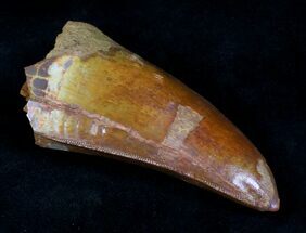 Top Quality Carcharodontosaurus Tooth - Thick #20353