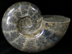 Huge Wide Polished Phylloceras Ammonite #22104