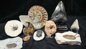 Fossilera coupon new arrivals