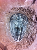 Utaspis Trilobite Preparation Sequence
