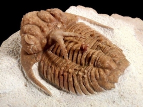 What is a Trilobite? For Sale