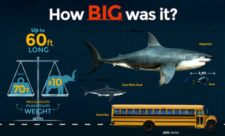 Megalodon Size: How Big Was The Megalodon Shark? For Sale