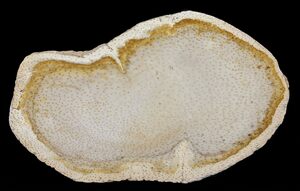 Louisiana State Fossil - Petrified Palmwood (Palmoxylon)