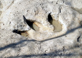 Texas State Fossil(s) - Petrified Palmwood & Paluxysaurus