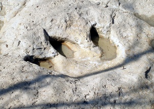 Texas State Fossil(s) - Petrified Palmwood & Paluxysaurus For Sale