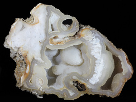 Florida State Fossil - Agate Replaced Fossil Coral