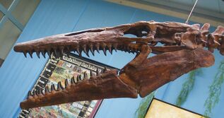 Kansas State Fossil - Tylosaurus & Pteranodon For Sale