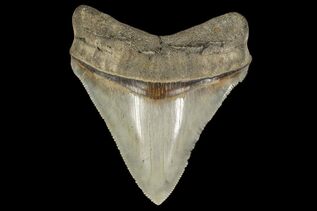 Georgia State Fossil - Fossil Shark Teeth For Sale