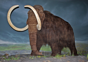 Alaska State Fossil - Woolly Mammoth For Sale