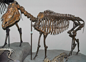 Idaho State Fossil - Hagerman Horse (Equus simplicidens) For Sale
