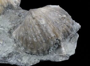 Kentucky State Fossil - The Brachiopod For Sale