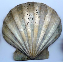 Virginia State Fossil - Scallop (Chesapecten jeffersonius)