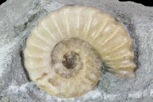 What are agatized fossils?