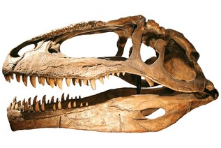Giganotosaurus: Cretaceous Terror Of Argentina For Sale