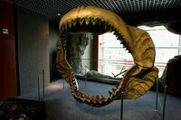 Reconstructed jaws on display at the National Aquarium in Baltimore.