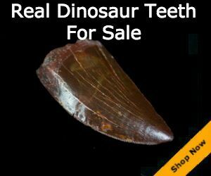 Dinosaur Teeth For Sale