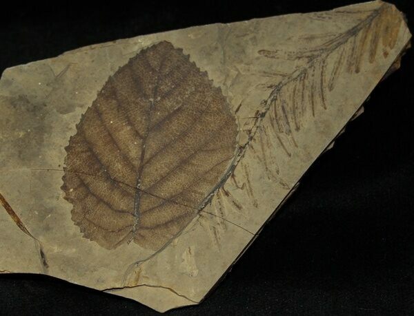Folhas fósseis do Folhelho Traquille da Colúmbia Britânica preservadas por carbonização.